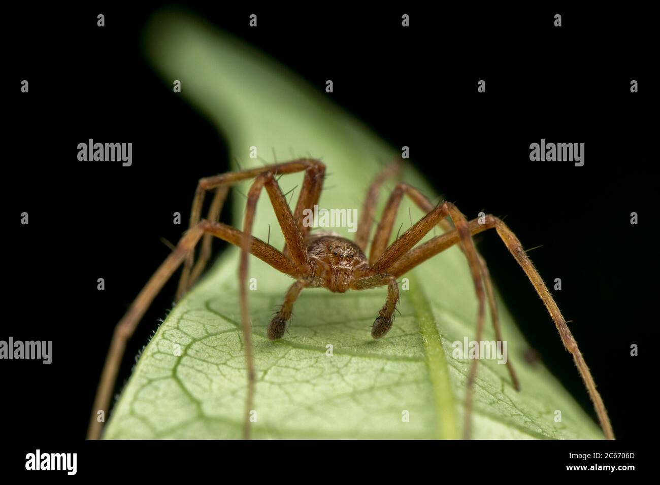 Phylodromidae Sp. männliche Spinne auf grünes Blatt posieren Stockfoto