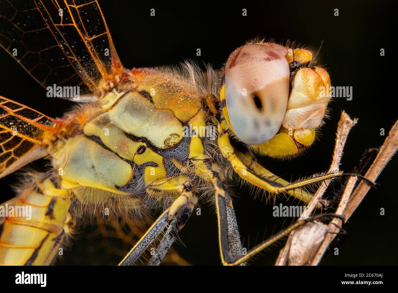 Schöne Makroaufnahmen von Dragonfly schlafen Stockfoto