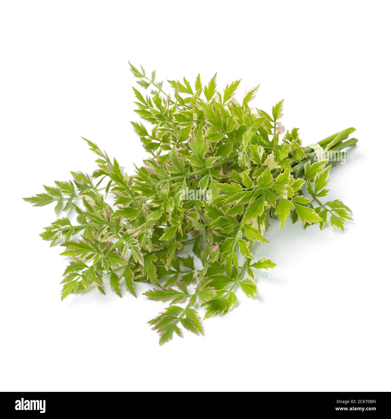Bouquet von Oenanthe javanica Flamingo Zweige isoliert auf weißem Hintergrund Stockfoto