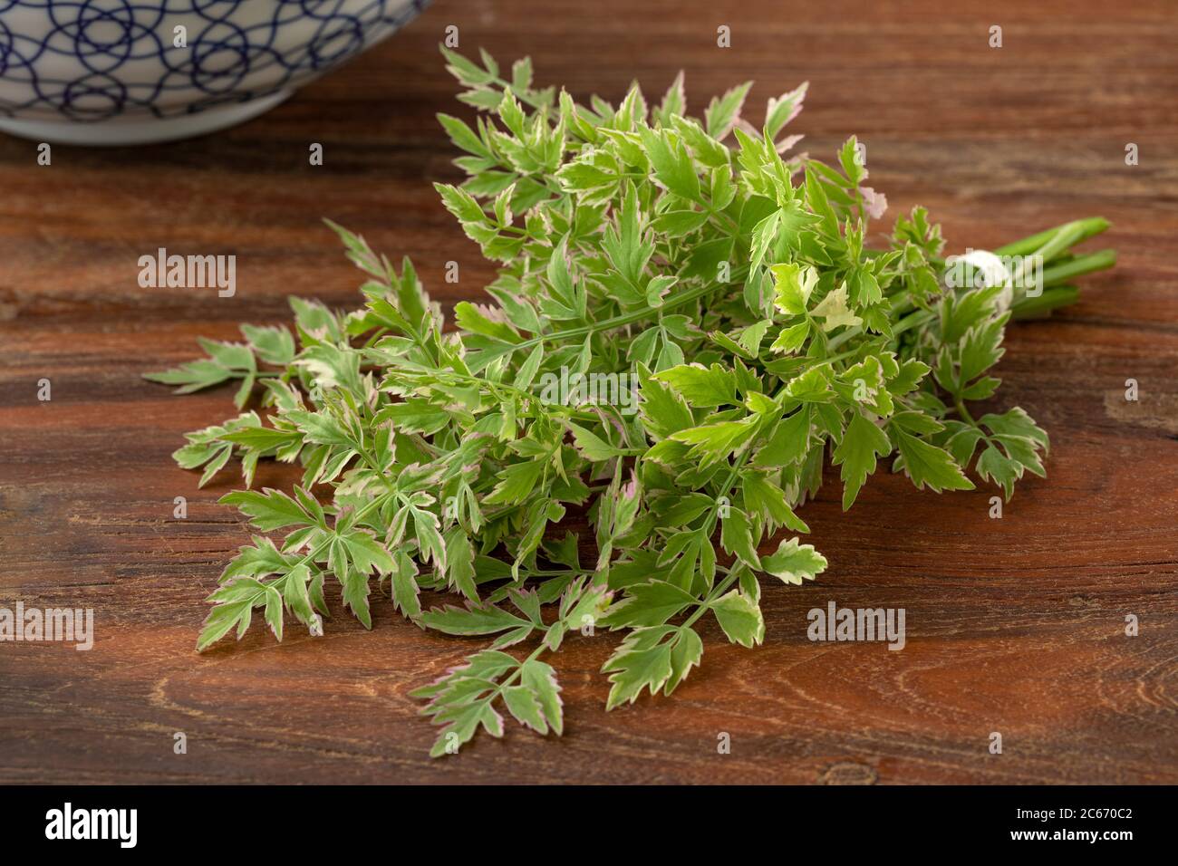 Bouquet von Oenanthe javanica Flamingo Zweige auf einem Holztisch Stockfoto