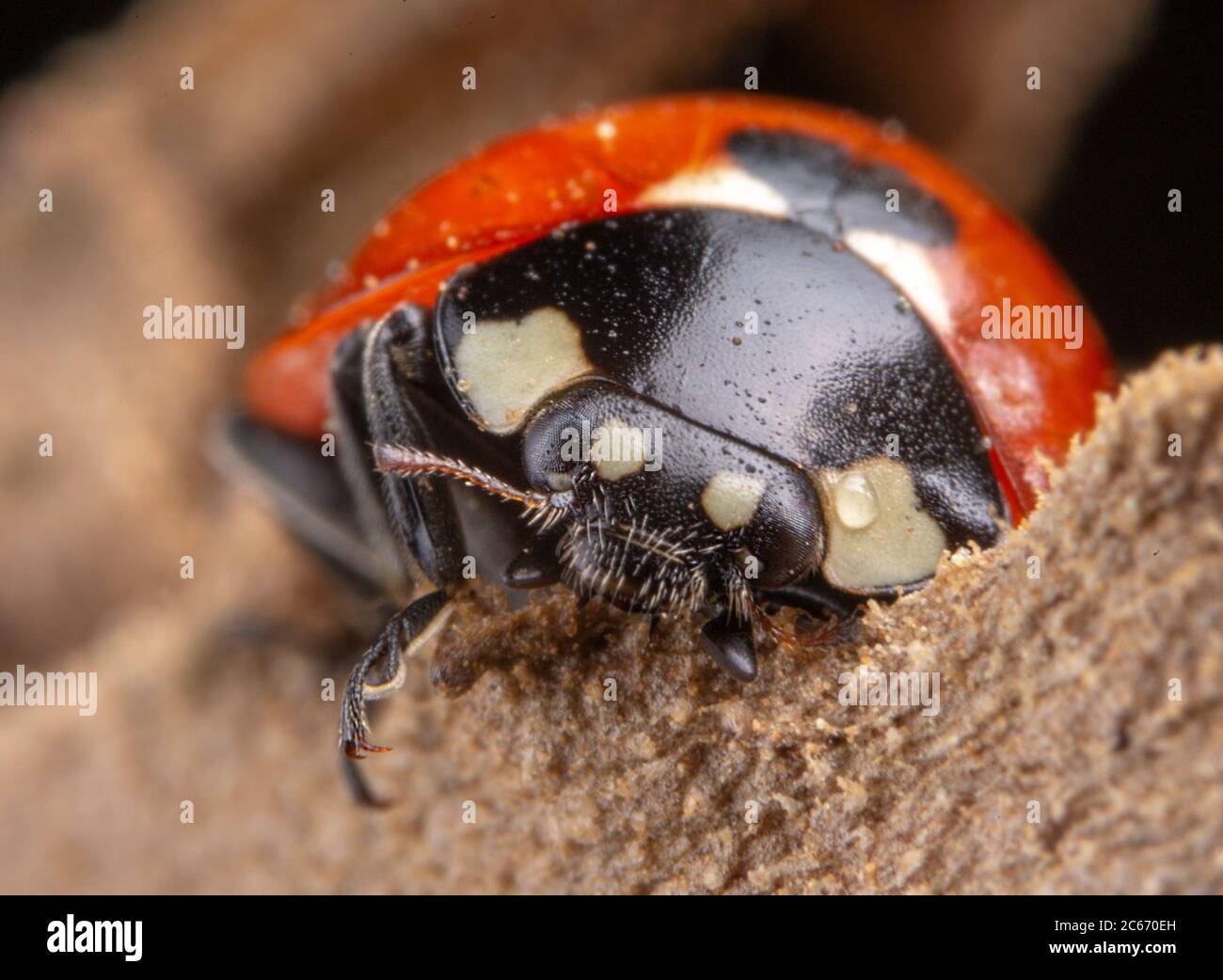 Kleine rote Marienkäfer mit 4 Punkte auf braun Blatt Makro Fotografie Stockfoto