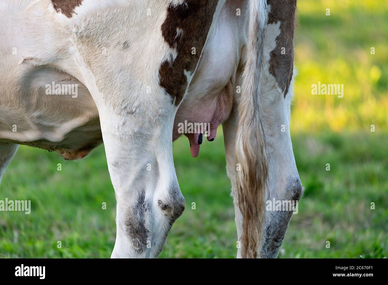 Weiße und schwarze Kuh Fütterung eine Menge Gras Stockfoto