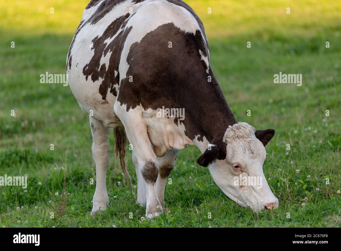 Weiße und schwarze Kuh Fütterung eine Menge Gras Stockfoto