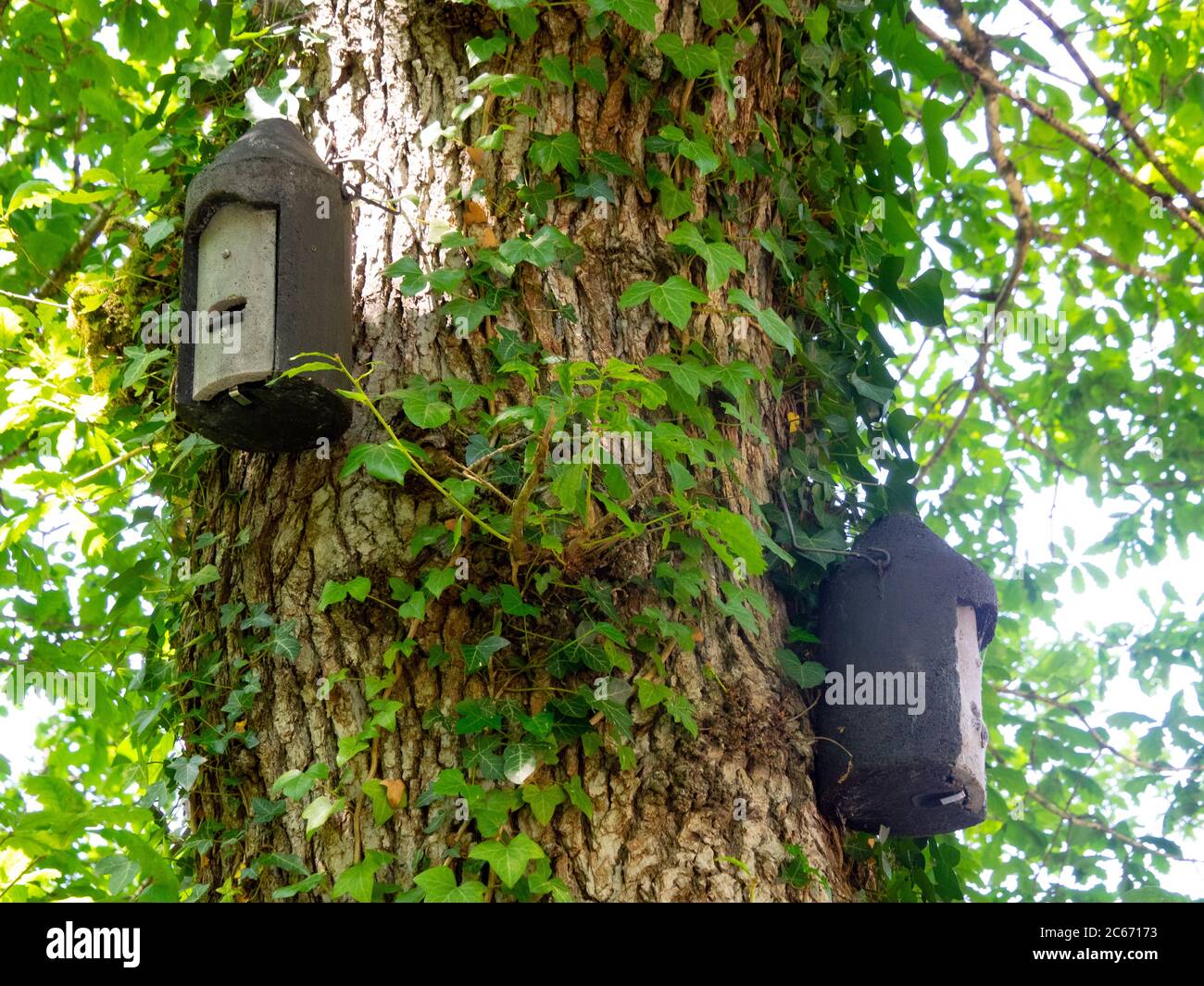 Fledermausboxen auf einem Baum, Devon, Großbritannien Stockfoto