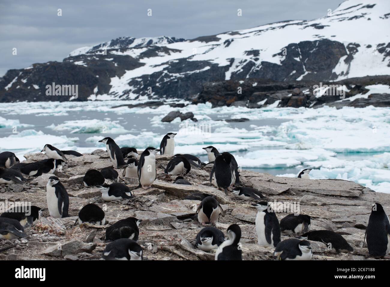 Chinstrap Pinguin (Pygoscelis antarctica) Kolonie und Eisberge auf Signy Island, Süd Shetlands, Antarktis Stockfoto