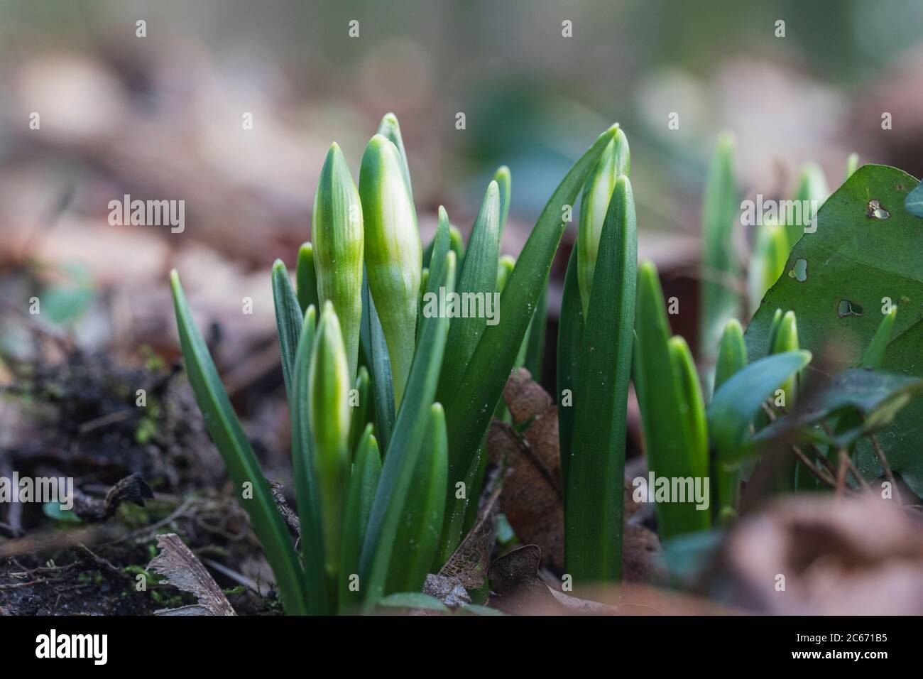Spring Snowflake Pflanze Stockfoto
