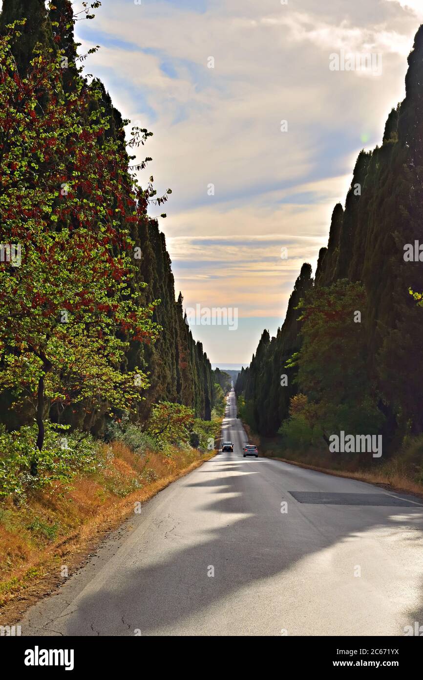 Blick auf die Viale dei Cipressi in Bolgheri, Castagneto Carducci, Livorno in der Toskana, Italien Stockfoto