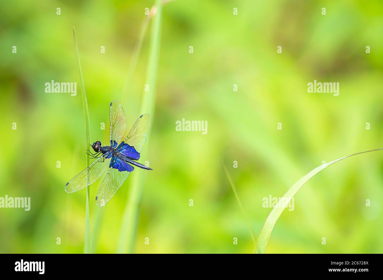 Blaue Libelle mit transparenten Flügeln auf den Blättern des Grases Hintergrund verschwommen grünen Baum. Stockfoto