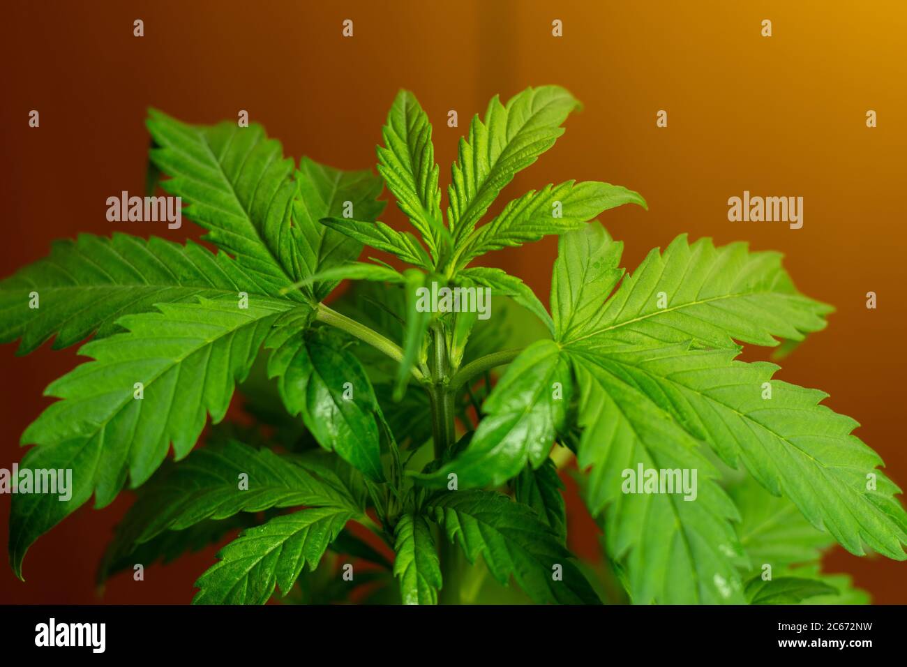 Marihuana Pflanze Blätter Fotografie. Medizinischer Freizeitkonsum Cannabisanbau Stockfoto