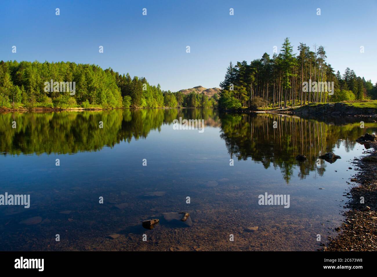 Laub- und Nadelwälder Reflexionen in Tarn Hows an einem wolkenlosen, sonnigen Frühlingstag. Lake District, Cumbria, England, Großbritannien. Stockfoto