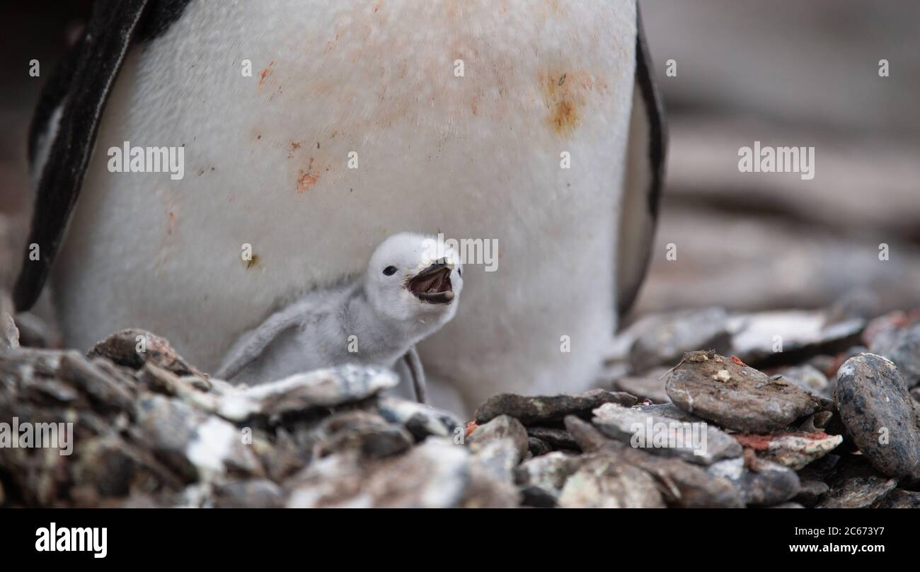 Kinnstrap Penguin (Pygoscelis antarctica) Erwachsene und Küken auf Signy Island, South Shetlands, Antarktis Stockfoto