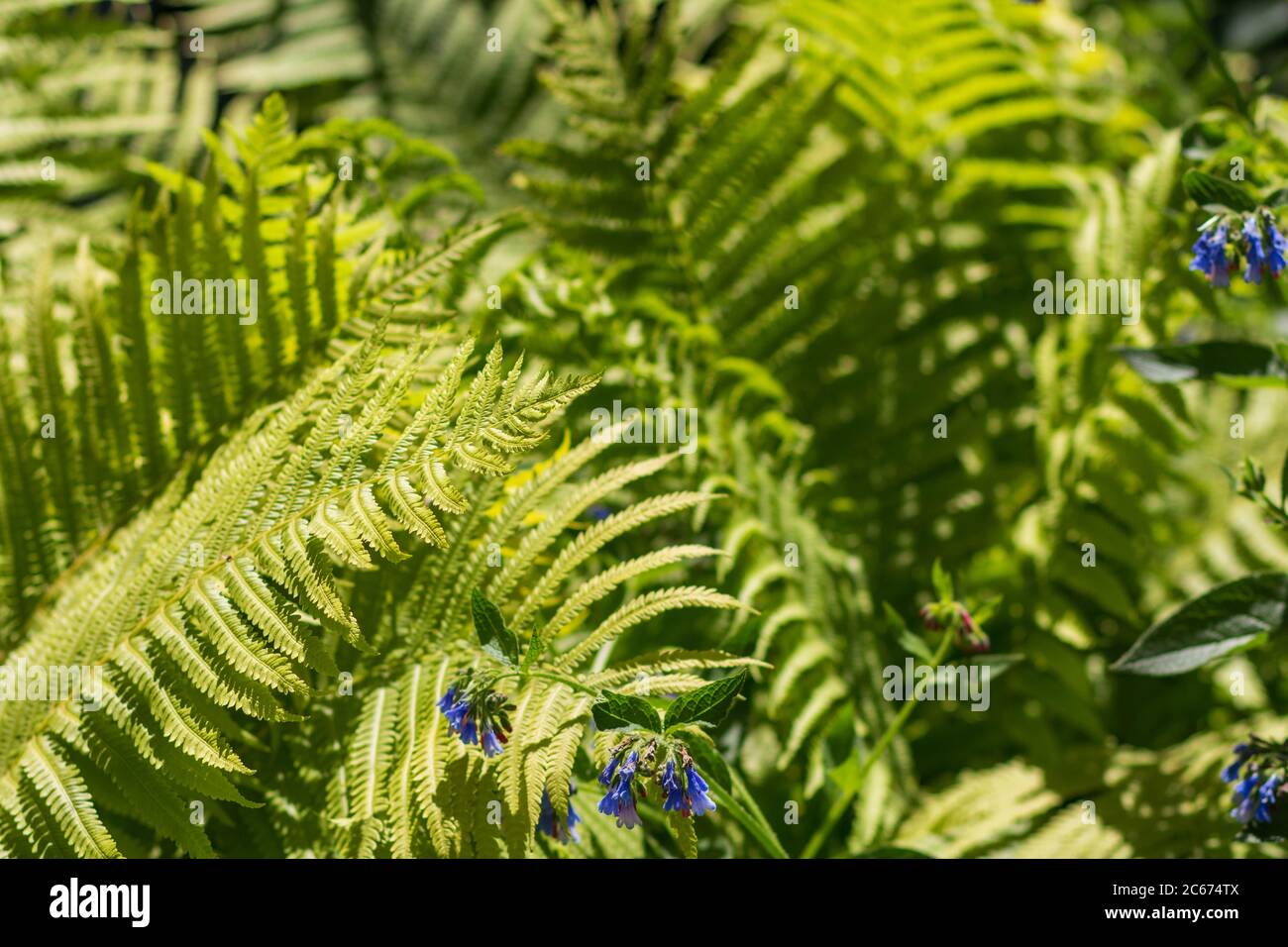 Grüner Buschfarn, lange Blätter. Sonnig. Natürliche Textur Stockfoto