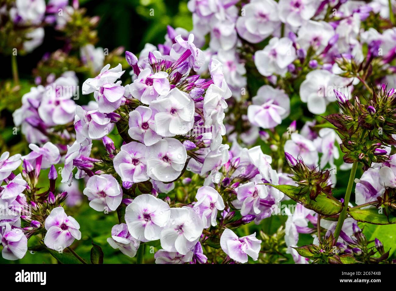 Garten Phlox paniculata Pallas Athene Stockfoto