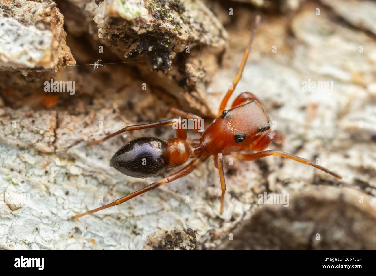 Spinnen Von Nordamerika Stockfotos und -bilder Kaufen - Alamy