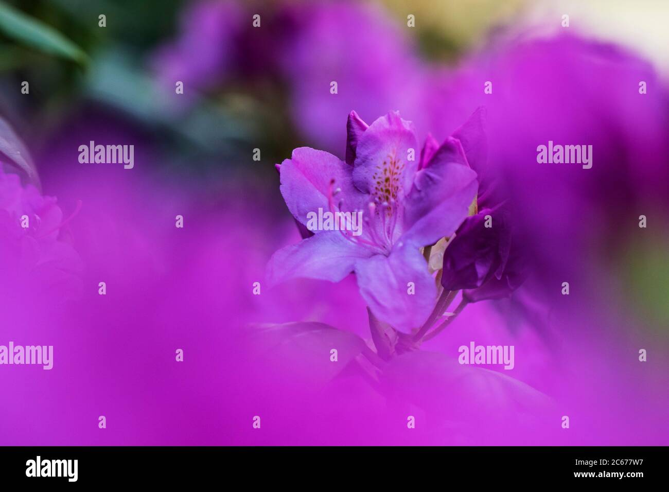 Gewöhnliche Rhododendron-Blüten Stockfoto