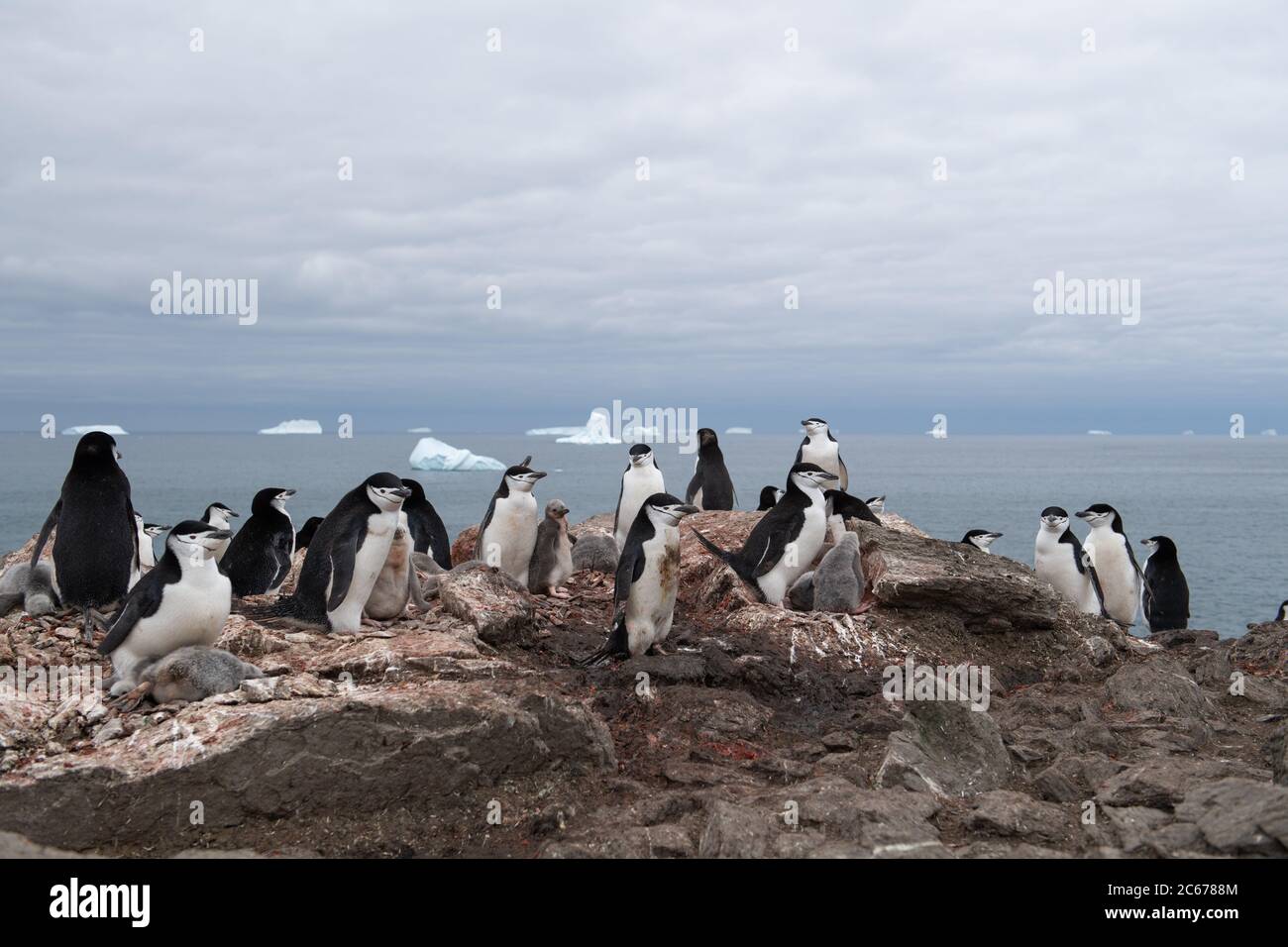 Kinnstrap Penguin (Pygoscelis antarctica) und Küken in Kolonie auf Signy Island, Süd Shetlands, Antarktis Stockfoto