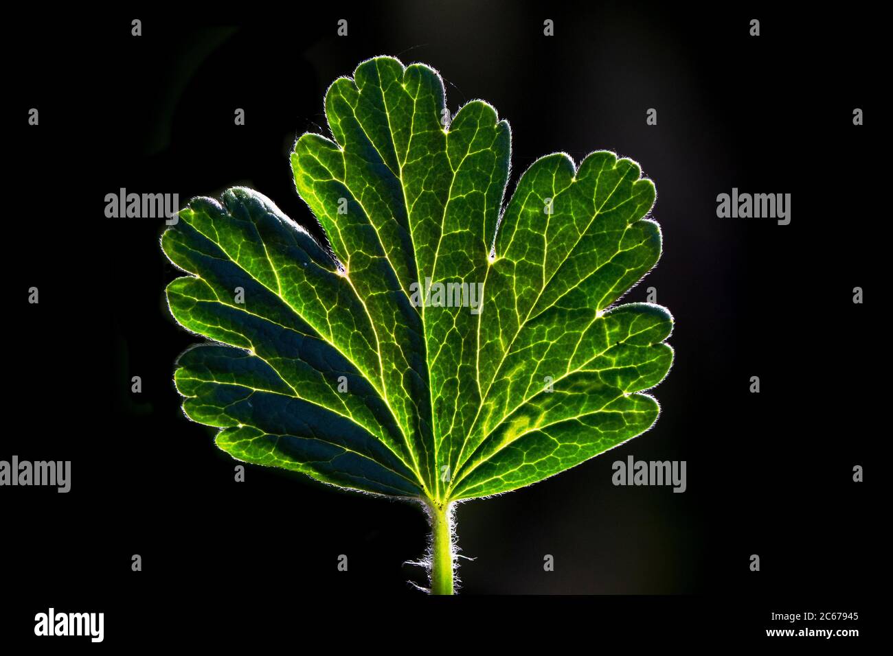 Blatt einer Stachelbeere mit dunklem Hintergrund Stockfoto