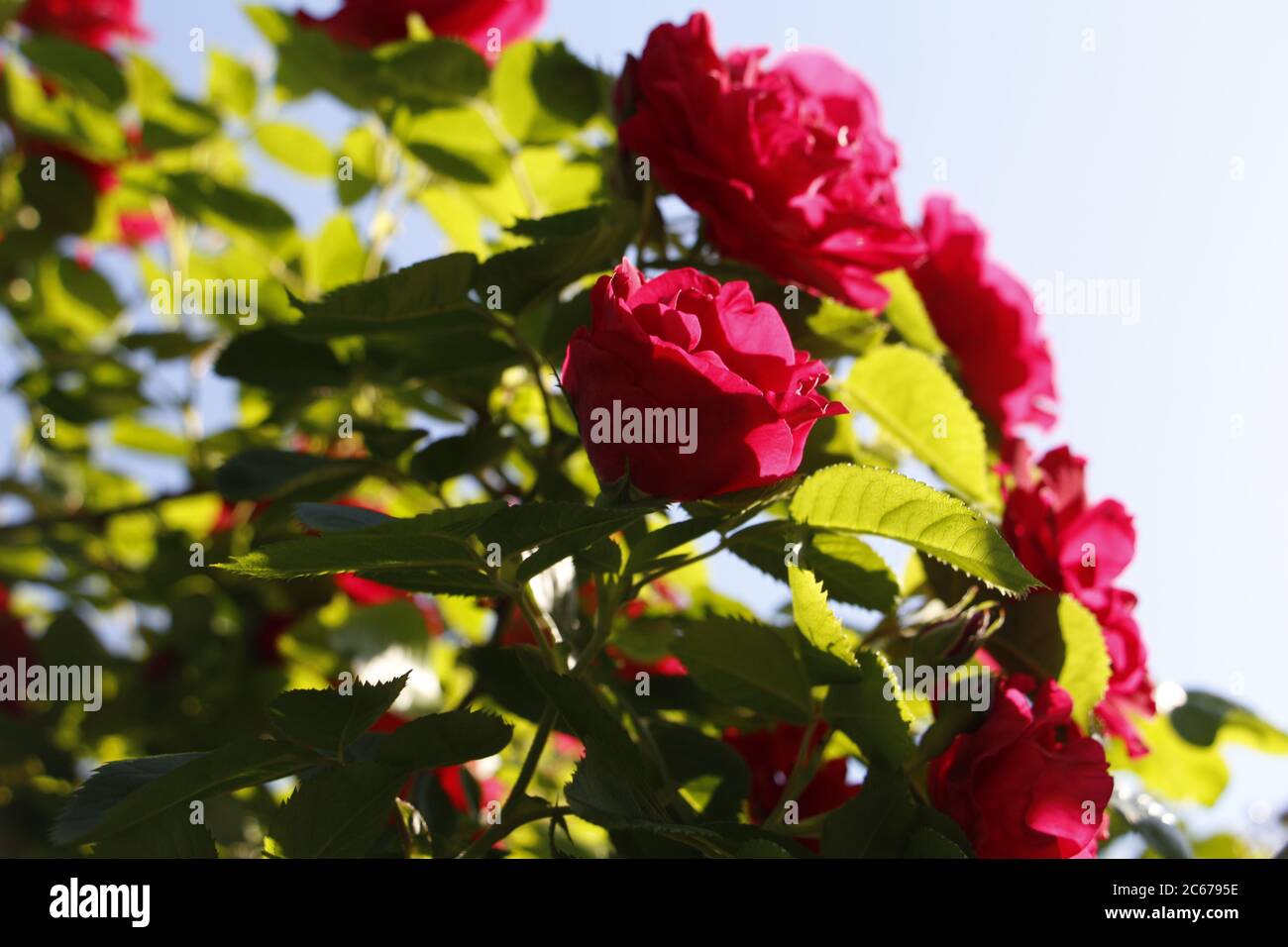 Im Garten wachsen wunderschöne rote Rosen. Rosen weben. Viele grüne Blätter. Viele rote Wildrosen in der Natur. Stockfoto