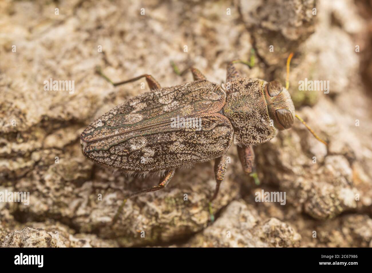 Metallic Wood-Boring Beetle (Chrysobothris sp.) Stockfoto