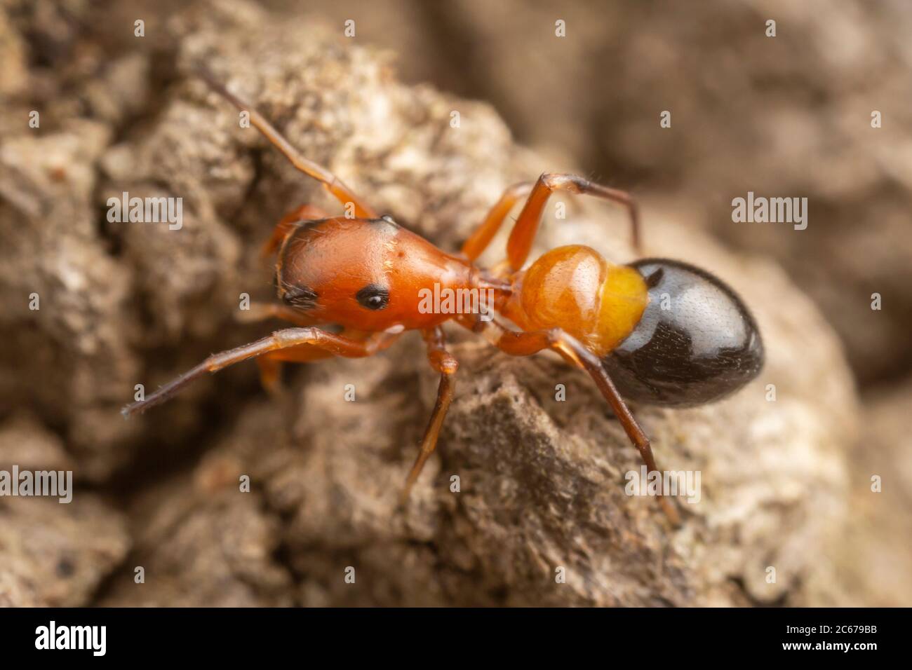 Springende Spinne (Peckhamia sp.), eine Ameisenimikerin, an der Seite eines Baumes. Stockfoto