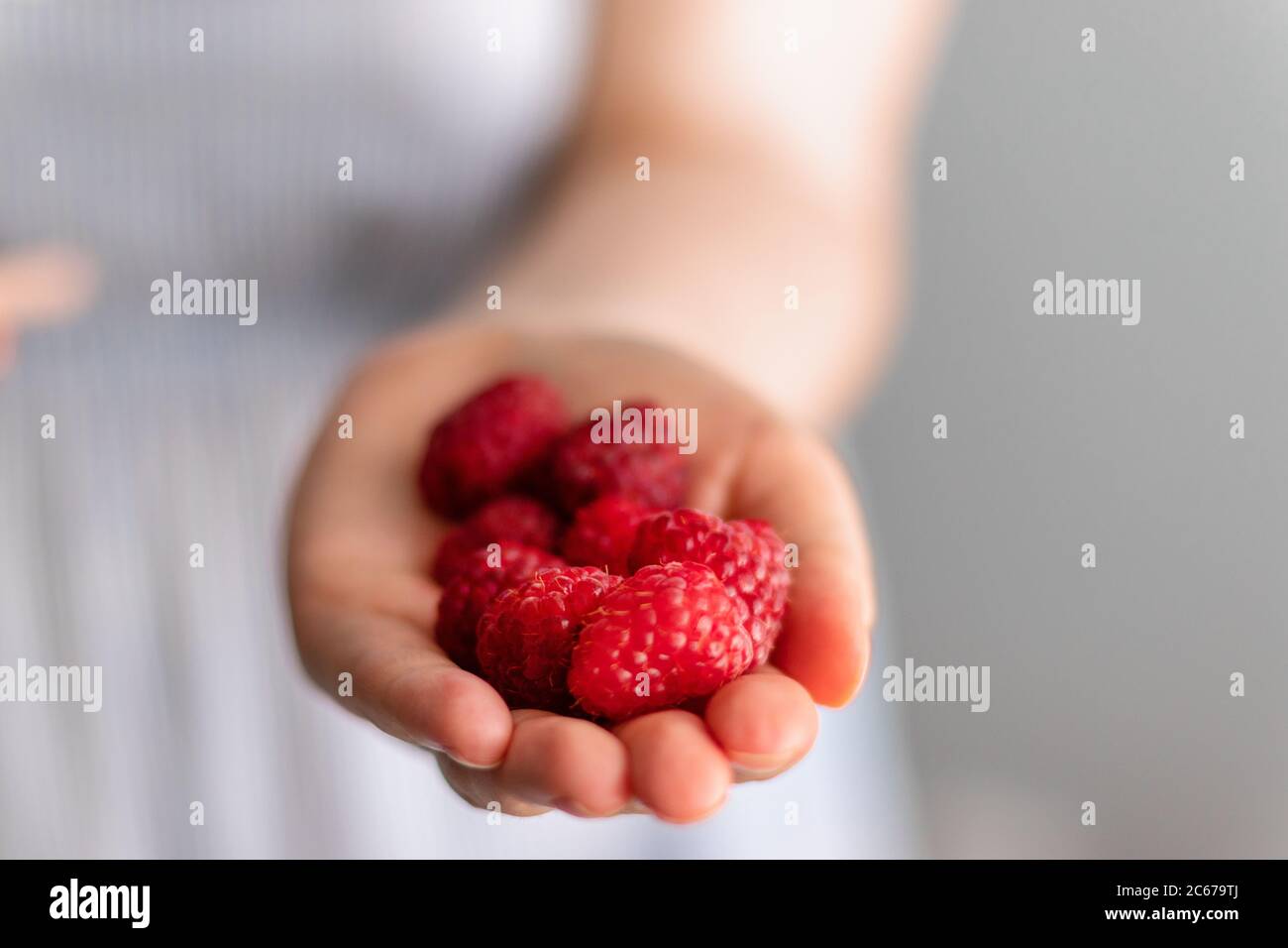 Frau Hände halten frische rote Himbeeren auf grauem Hintergrund. Gesunde, Bio-Lebensmittel und Ernährungskonzept. Essen, Diät, vegetarische Ernährung Konzept Stockfoto