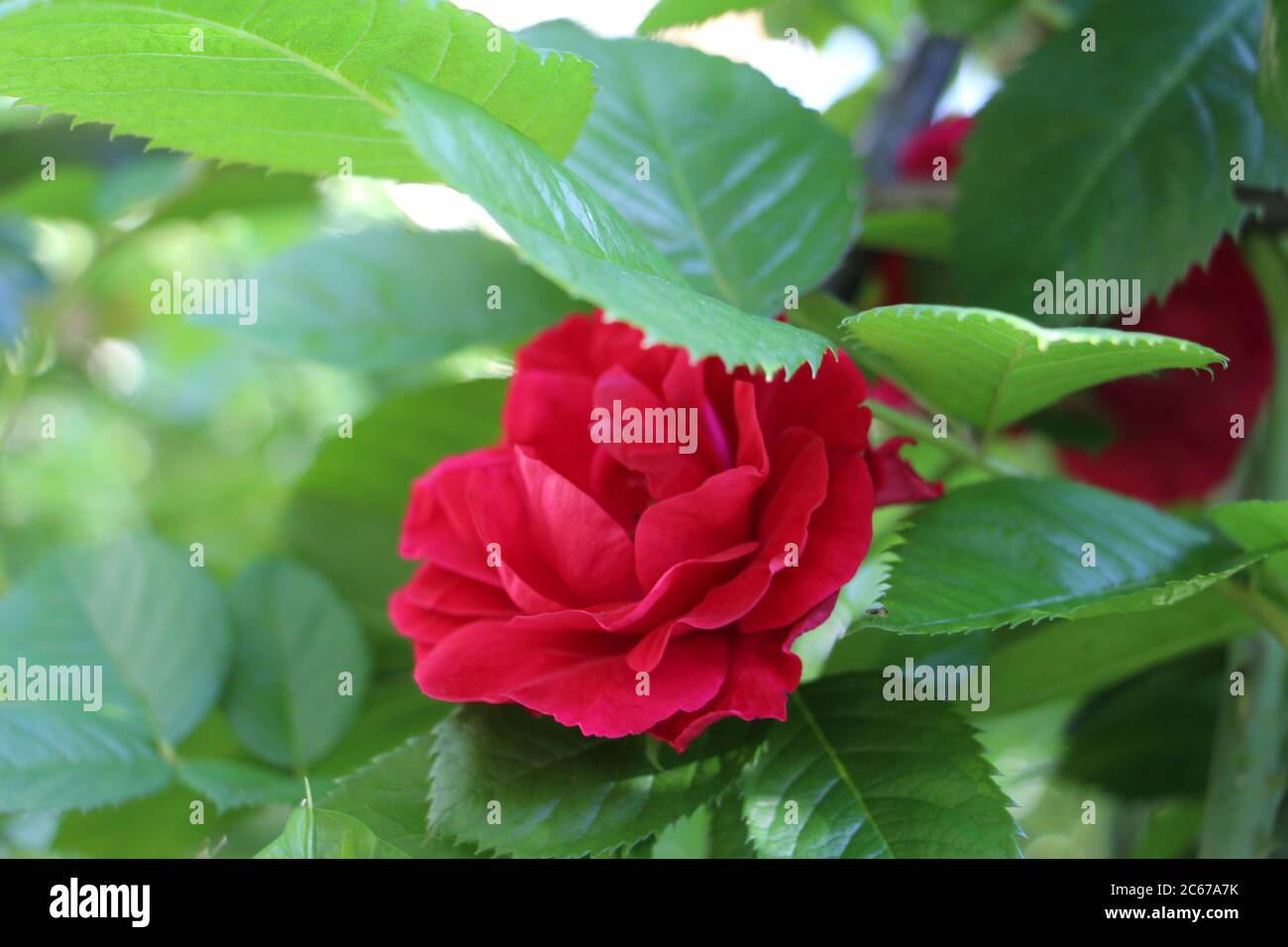 Im Garten wachsen wunderschöne rote Rosen. Rosen weben. Viele grüne Blätter. Viele rote Wildrosen in der Natur. Stockfoto
