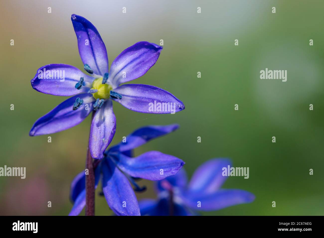 Sibirische Squill, Oosterse sterhyacint, Scilla siberic Stockfoto