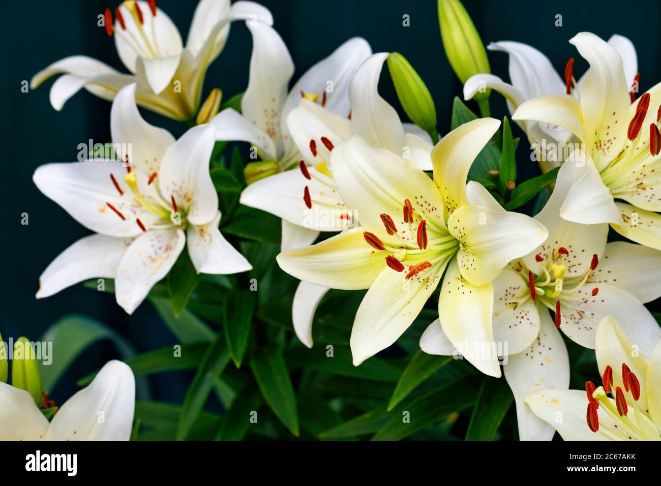 Blumenstrauß einer weißen Lilie mit leuchtend orangenen Staubblättern in einem niedrigen Schlüssel auf einem dunkelgrünen Hintergrund mit einer leichten Unschärfe, Nahaufnahme, Kopierraum, Stockfoto