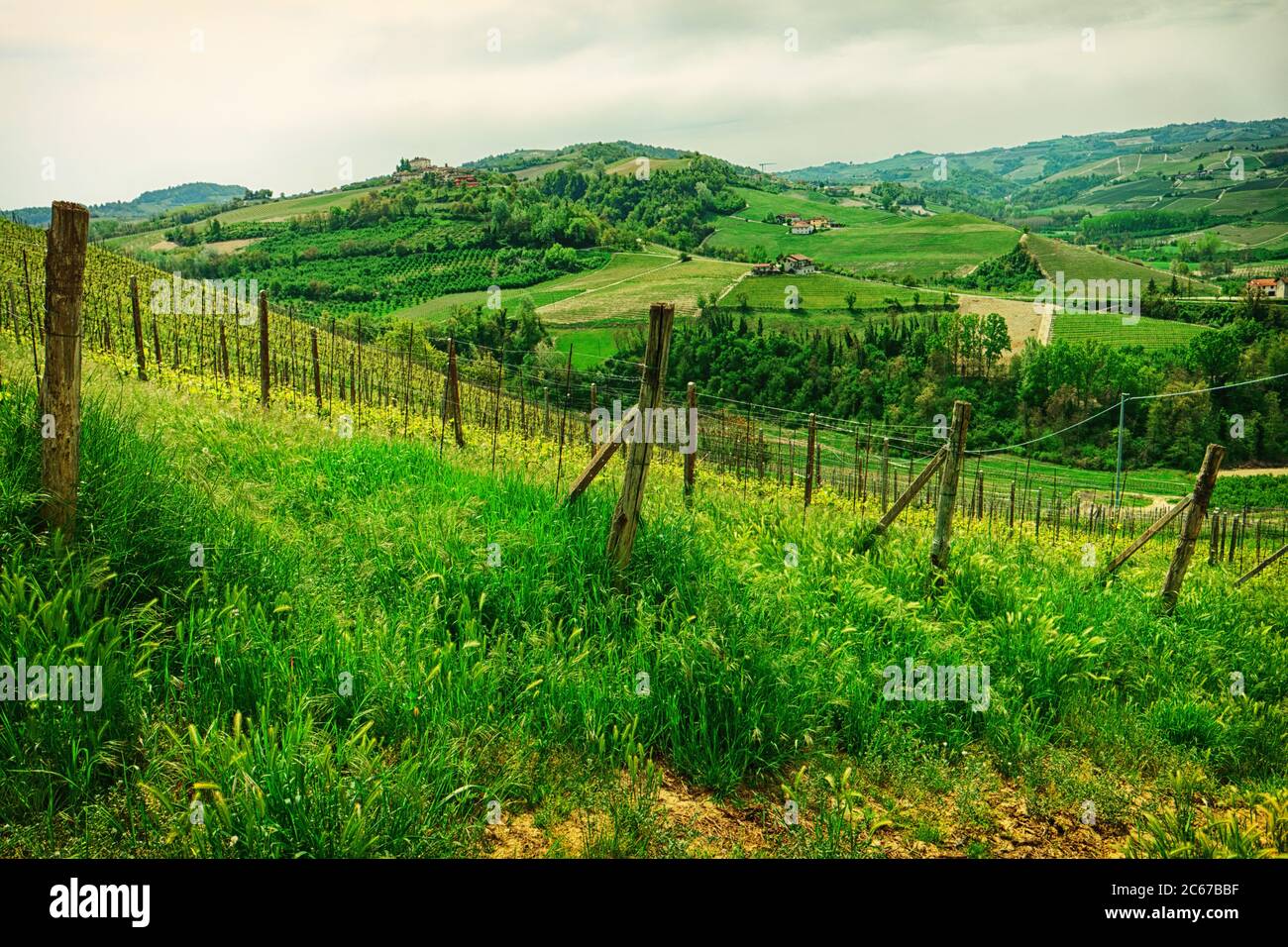 Bio-Weinberg in Piemont, Italien - Reben, Getreide und Gras, getönte Stockfoto