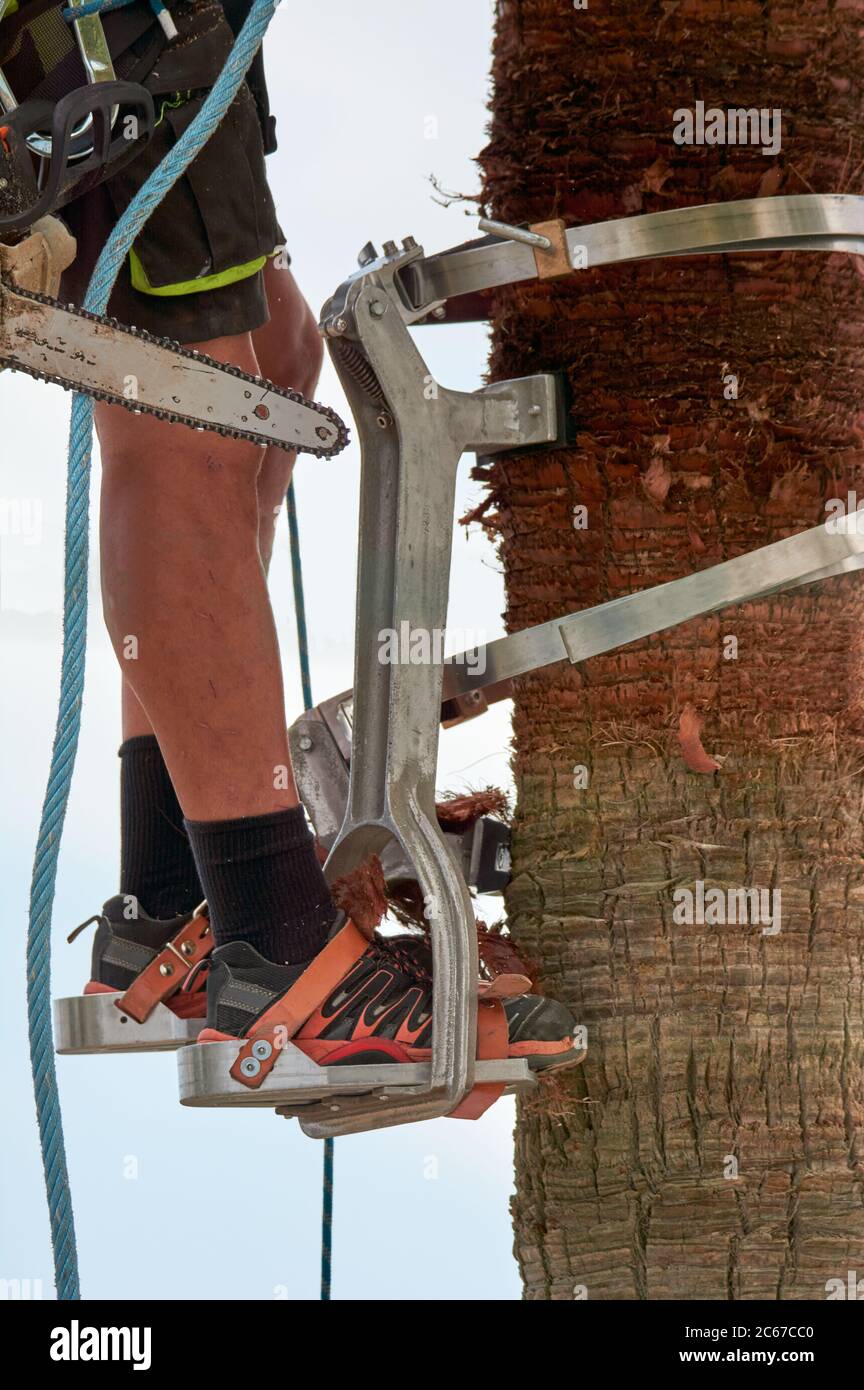 Gefährliche Arbeit, Mann klettern, Palmenschnitt mit speziellen Kletterwerkzeug, Arbeitssicherheit, sichere Gärtner Werkzeuge Stockfoto