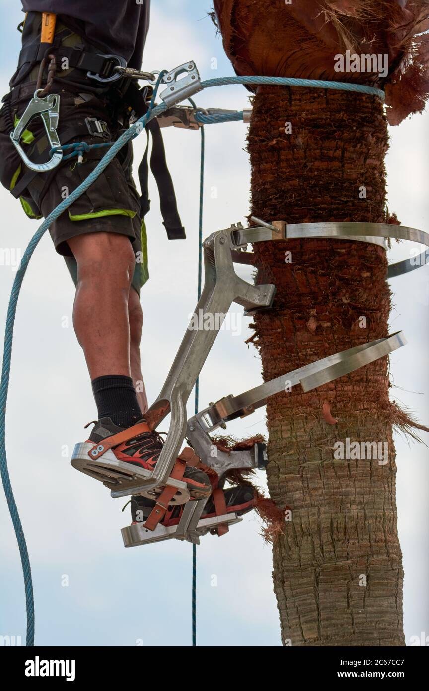 Gefährliche Arbeit, Mann klettern, Palmenschnitt mit speziellen Kletterwerkzeug, Arbeitssicherheit, sichere Gärtner Werkzeuge Stockfoto