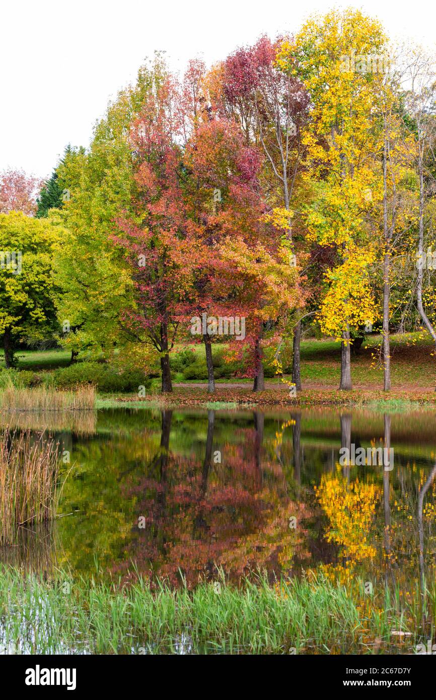 Farbenfrohe Herbstbäume am Wasser Stockfoto