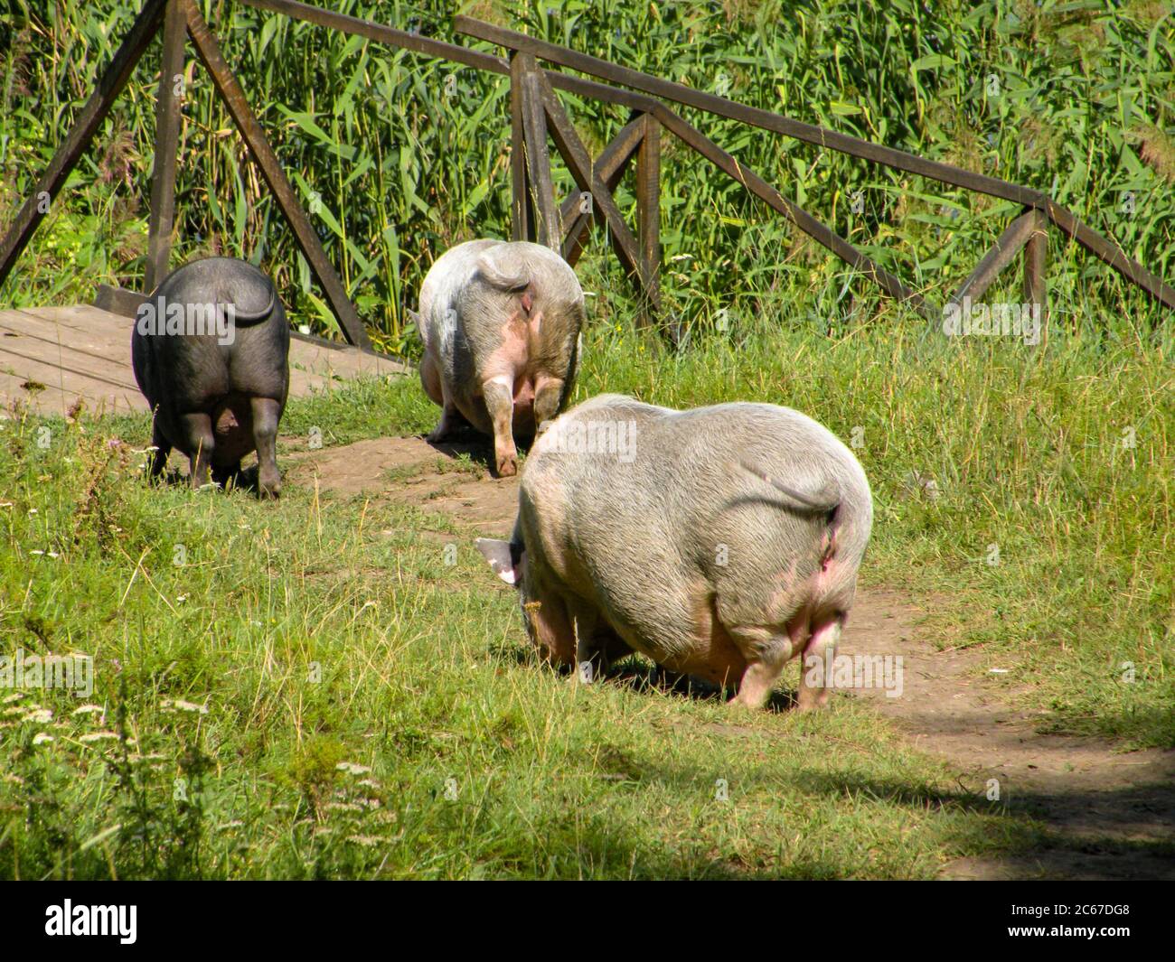 Drei Schweine von hinten fun wedeln ihren Schwanz in der Natur Stockfoto