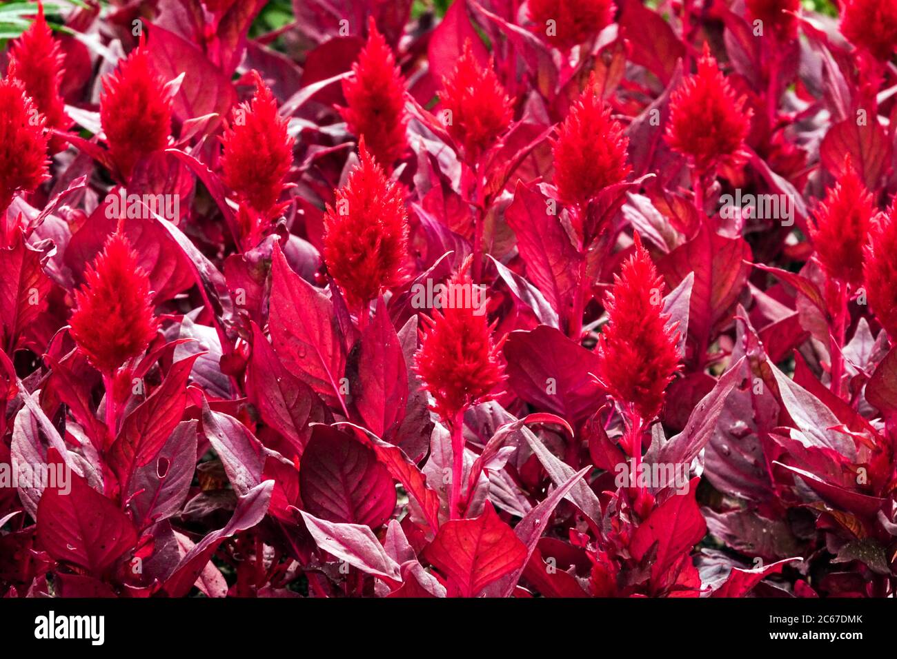 Red Celosia „Smart Look Red“ Stockfoto
