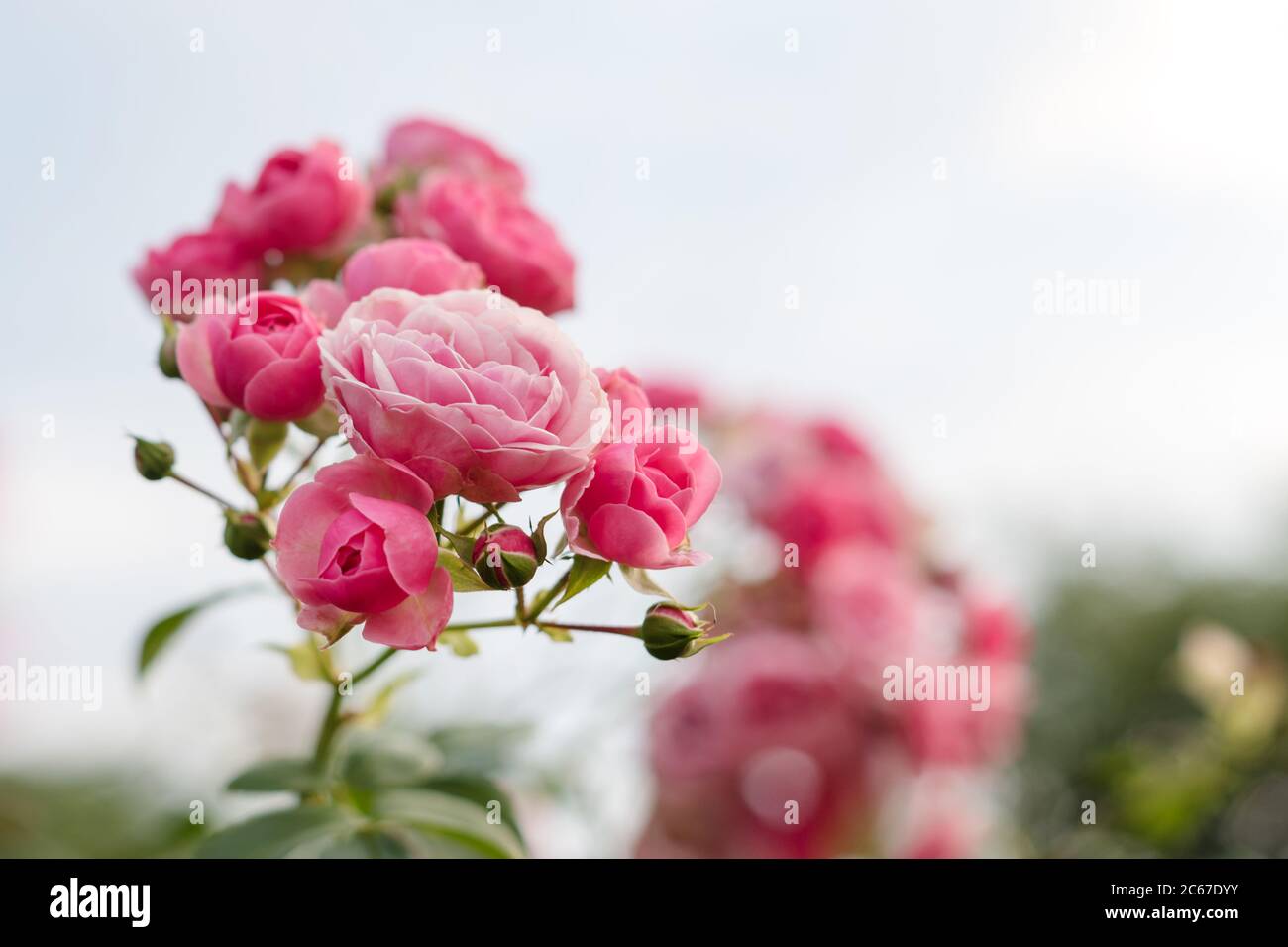 Rosa Rosen im Garten. Blühende Kletterrosen am Busch. Blumen wachsen im