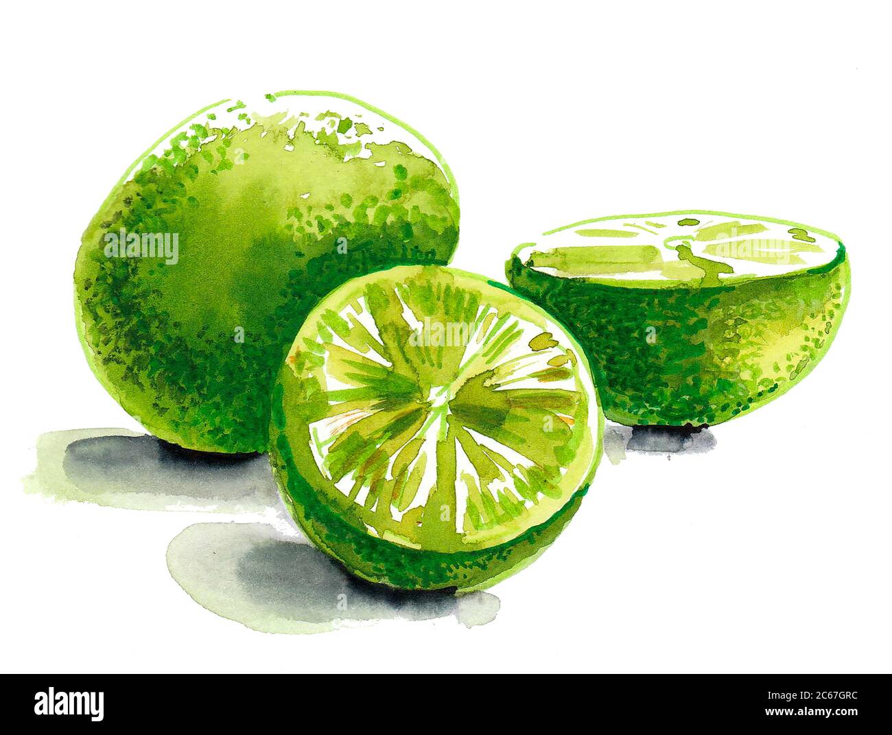Limettenfrucht. Aquarellmalerei Stockfoto