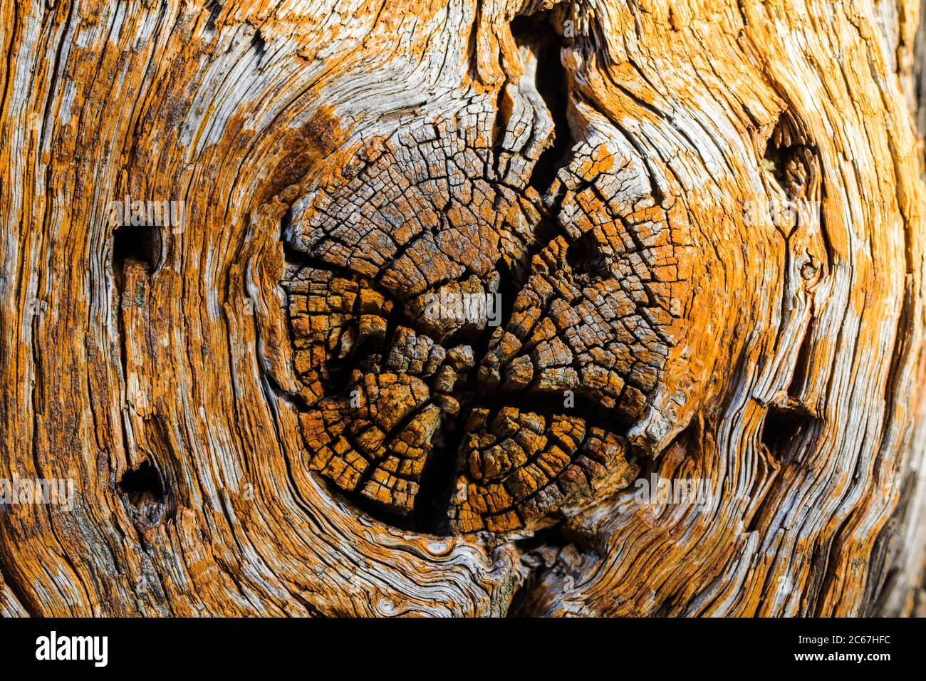 Holz-Knoten Stockfoto