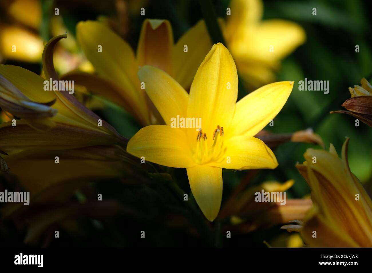 Gelbe Lilie mit einem Sonnenstrahl getroffen. Stockfoto