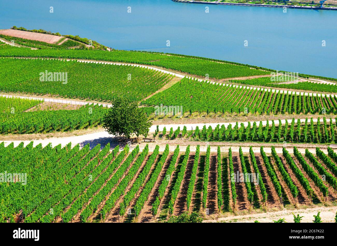 Weinberge grüne Felder Landschaft mit Weinreben Reihen und Baum auf Hügeln, Rheintal, Rheingau Weinregion am Roseneck bei Rüdesheim am Rhein Stadt, Land Hessen, Deutschland Stockfoto