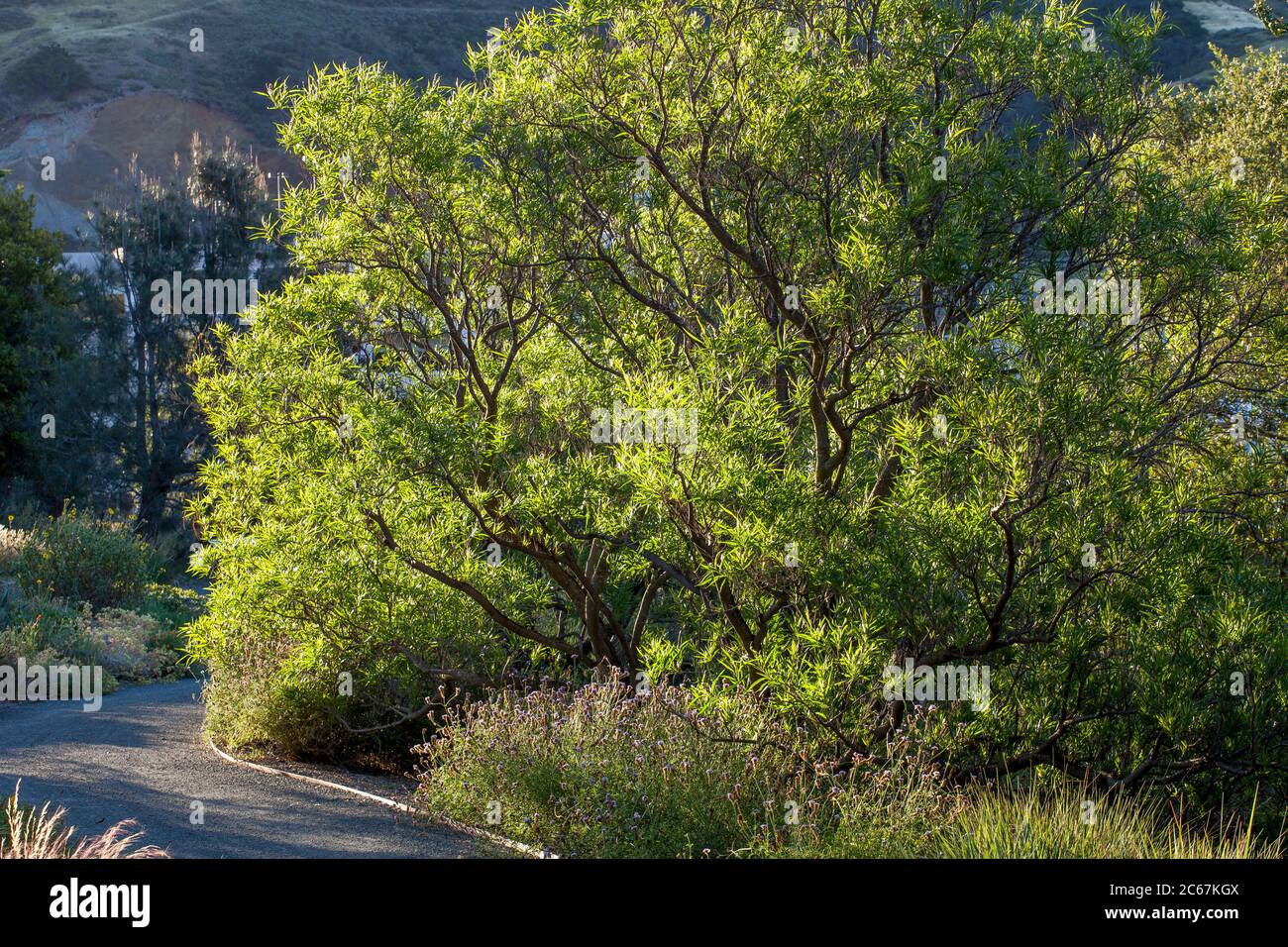 Chilopsis linearis - Desert Willow, Kaliforniens einheimischer dürretoleranter Baum im Morgenlicht im Leaning Pine Arboretum, Kalifornien Garten Stockfoto