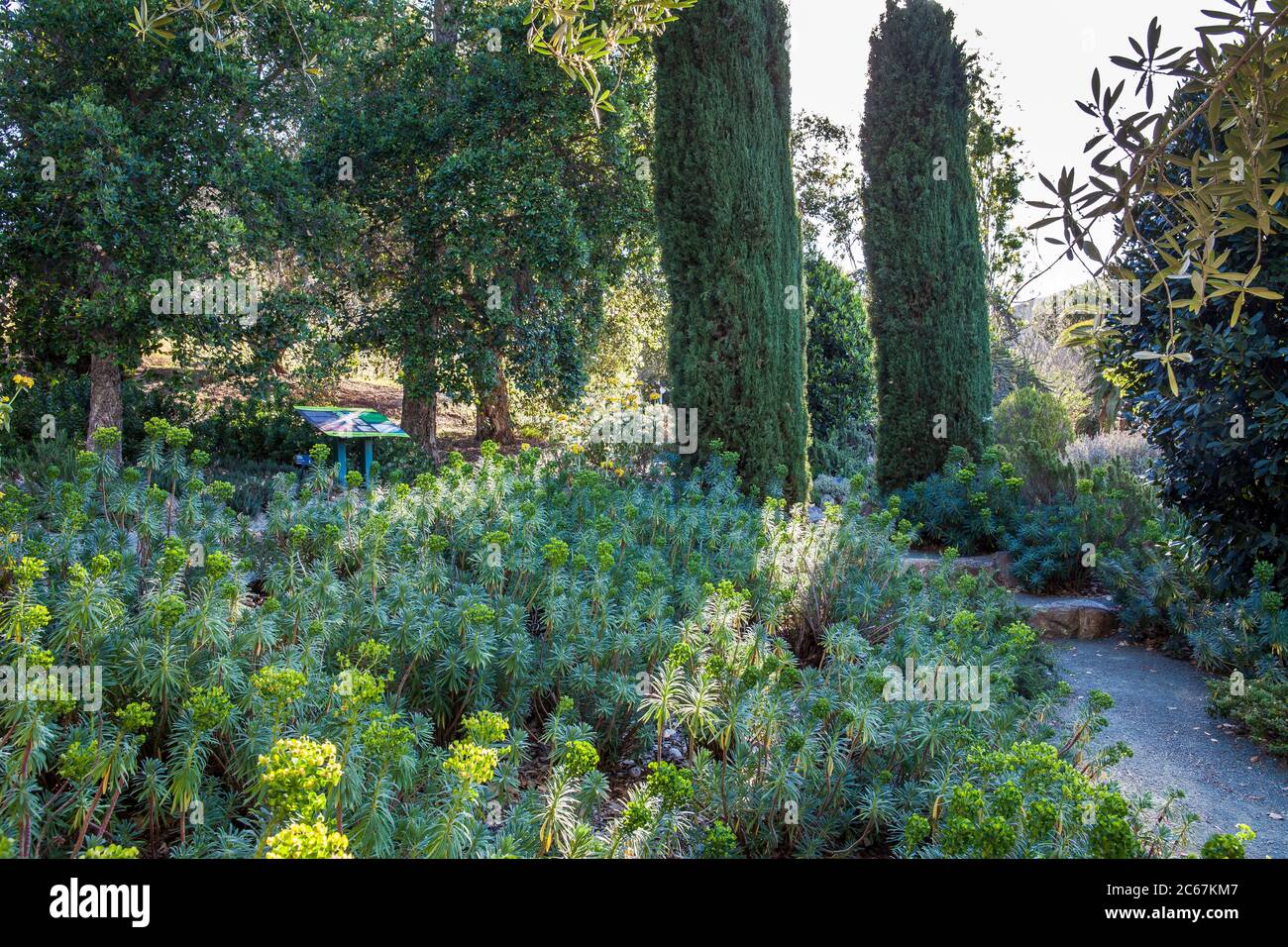 Cupressus sempervirens 'Glauca' (Blaue Italienische Zypresse) Dürre tolerante Bäume mit Euphorbia im Schiefen Kiefer Arboretum, Kalifornien Garten Stockfoto