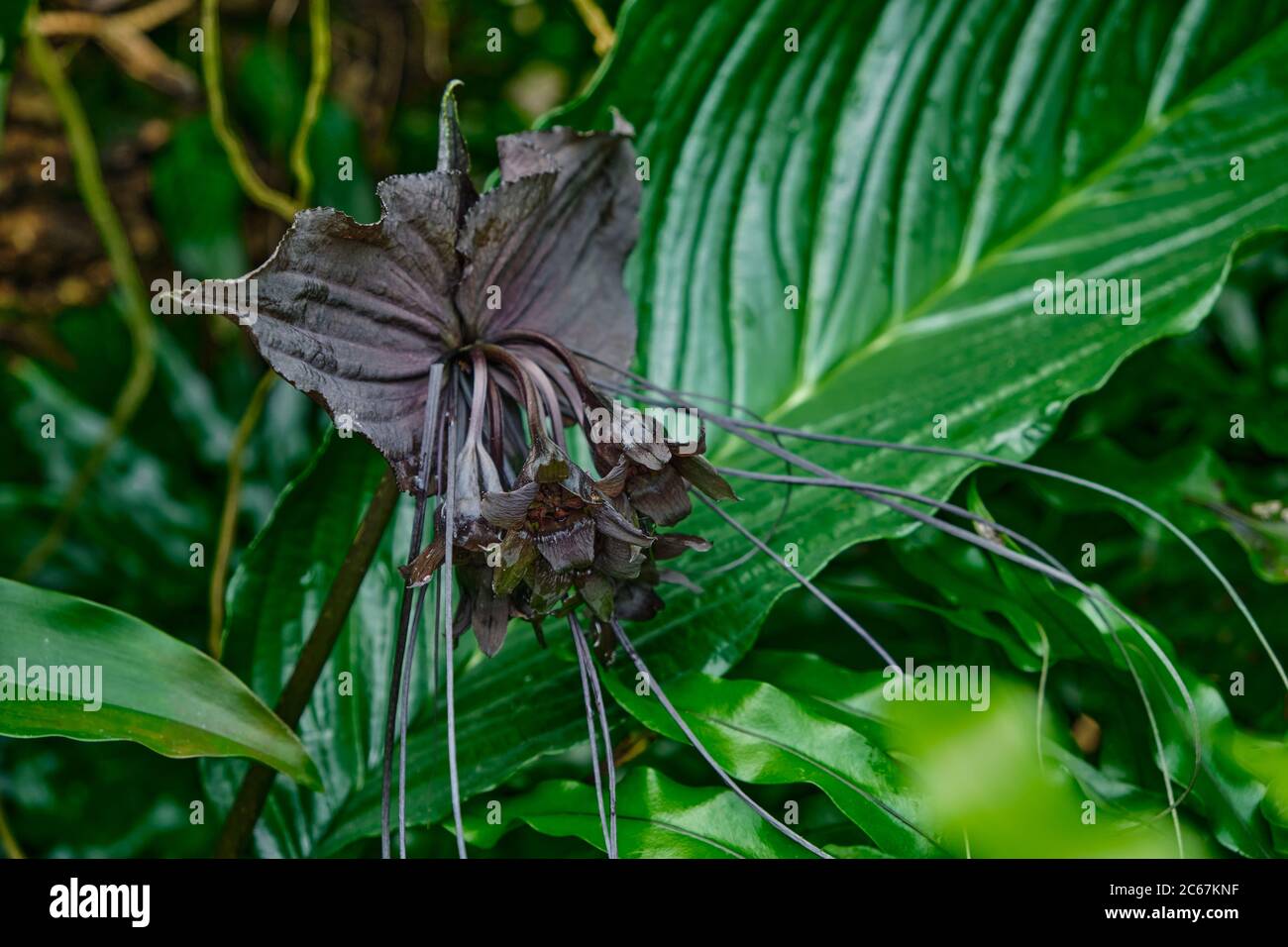 Schwarze Fledermaus Tacca Chantieri. Katzenflüsterer. Teufelsblume Stockfoto