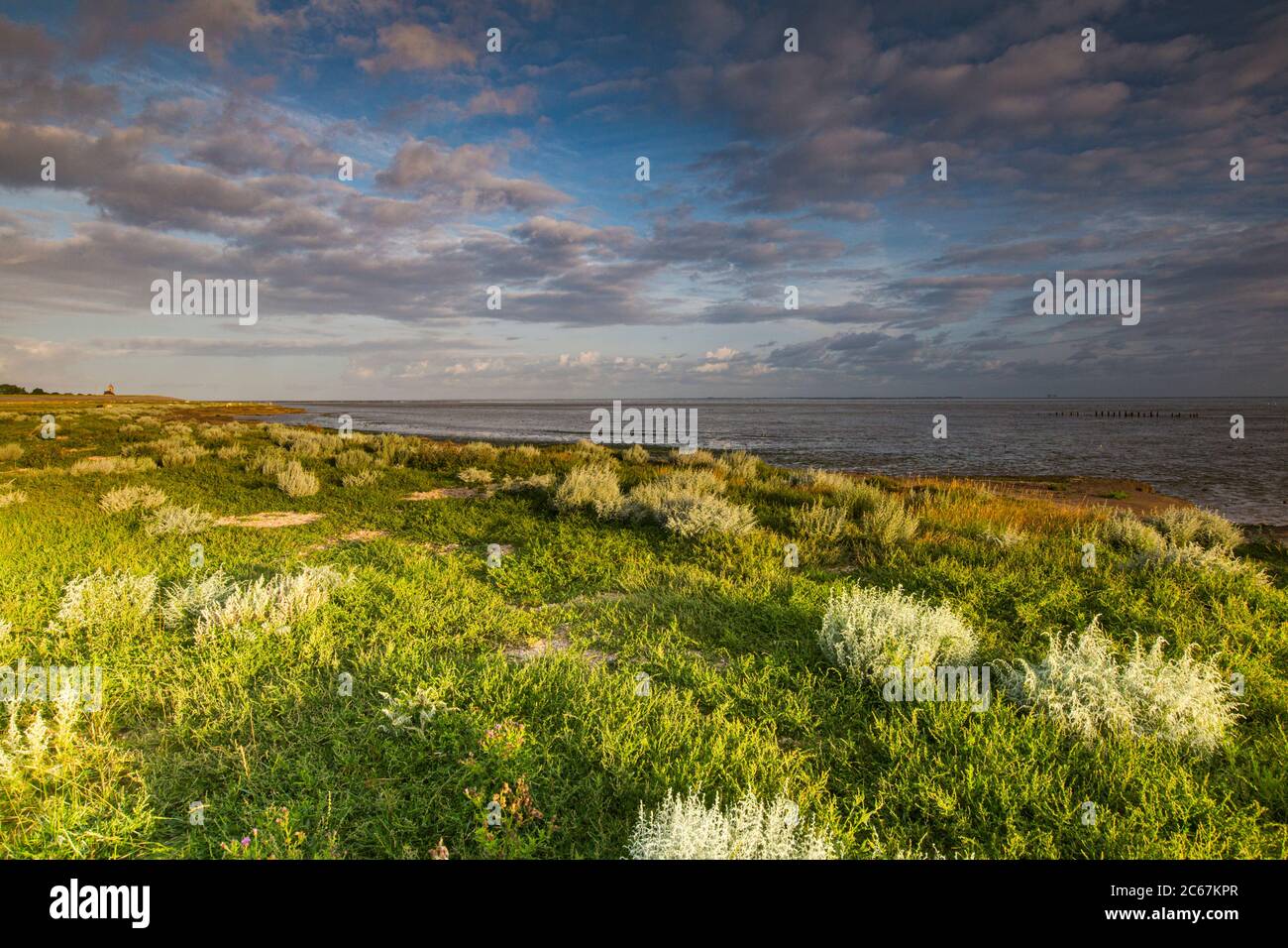 Artemisia Maritima Stockfotos Und Bilder Kaufen Alamy