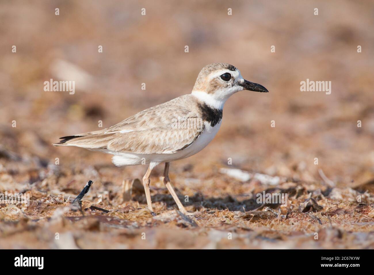 Wilsons Liebhaber, Charadrius wilsonia Stockfoto