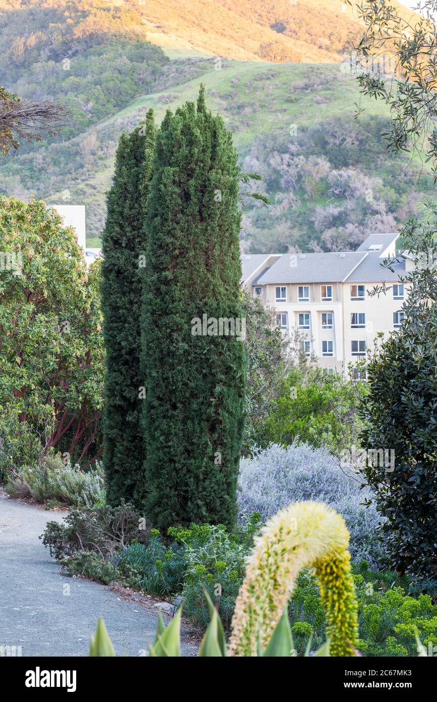 Cupressus sempervirens 'Glauca' (Italienische Zypresse) Dürre Tolelrantenbäume im Schiefen Kiefer Arboretum, Kalifornien Garten Stockfoto