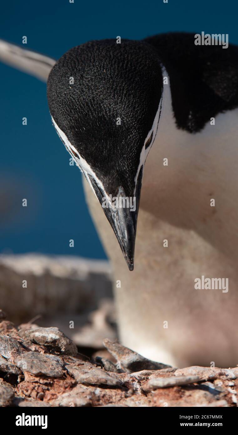 Chinstrap Penguin (Pygoscelis antarctica) auf Signy Island, Südshetlands, Antarktis Stockfoto