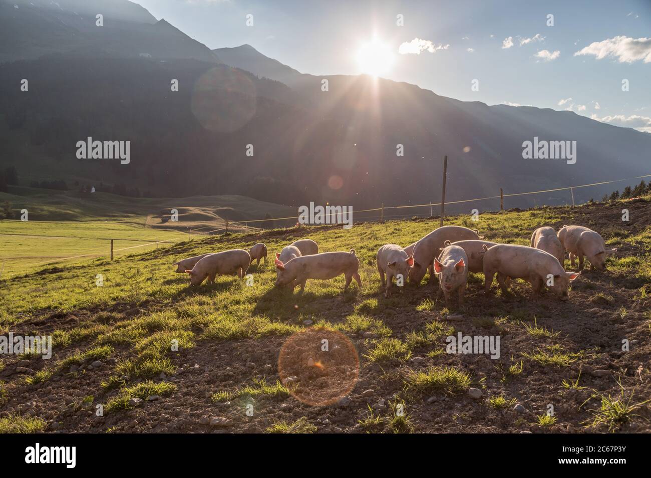 Schweinehaltung in den schweizer alpen Stockfoto