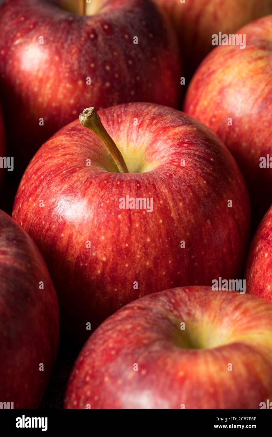 Rohe Rote organische Gala Äpfel in einem Bündel Stockfoto