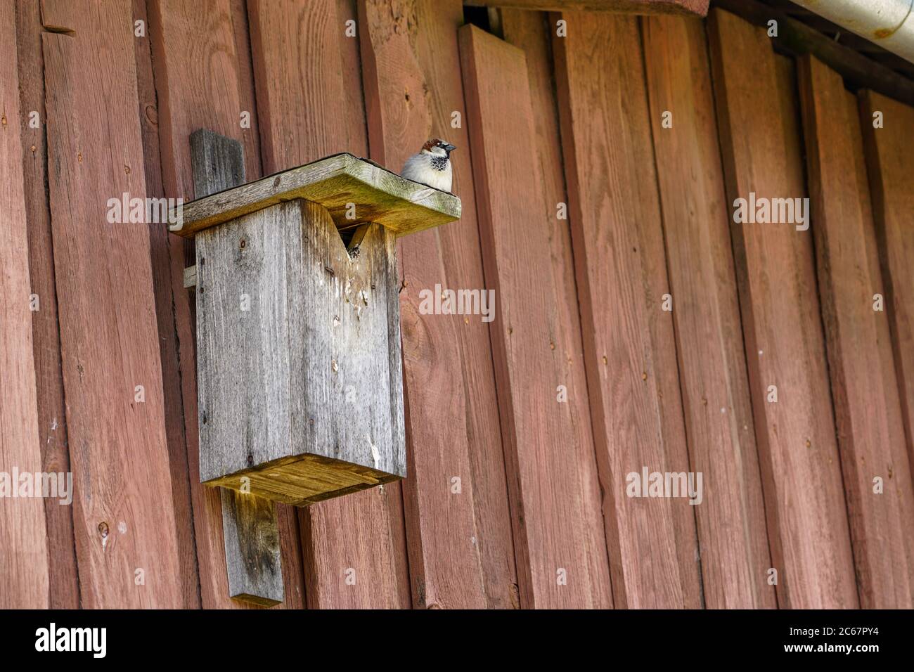 Ein Vogelhaus aus Holz an der Wand mit einem dicken Sperling auf dem Dach Stockfoto