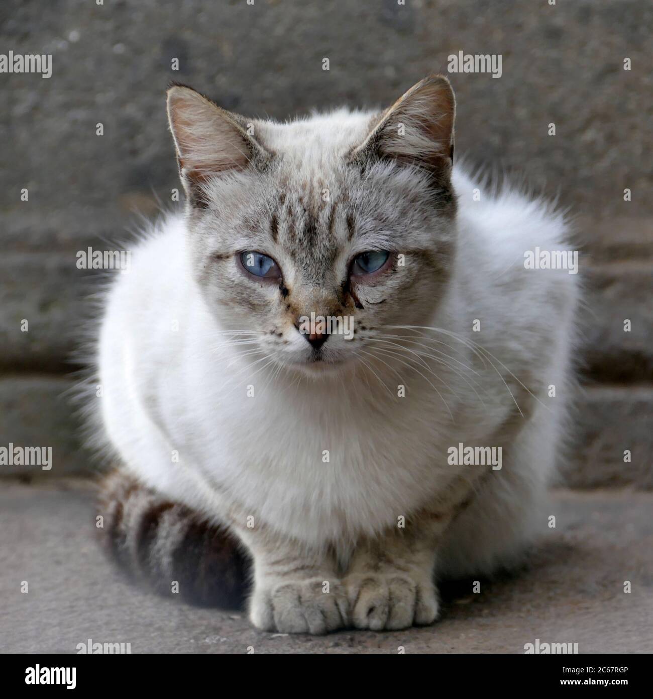 Katze - Hauskatze sitzt auf einer Wandbasis - schaut auf ihre Beute Stockfoto